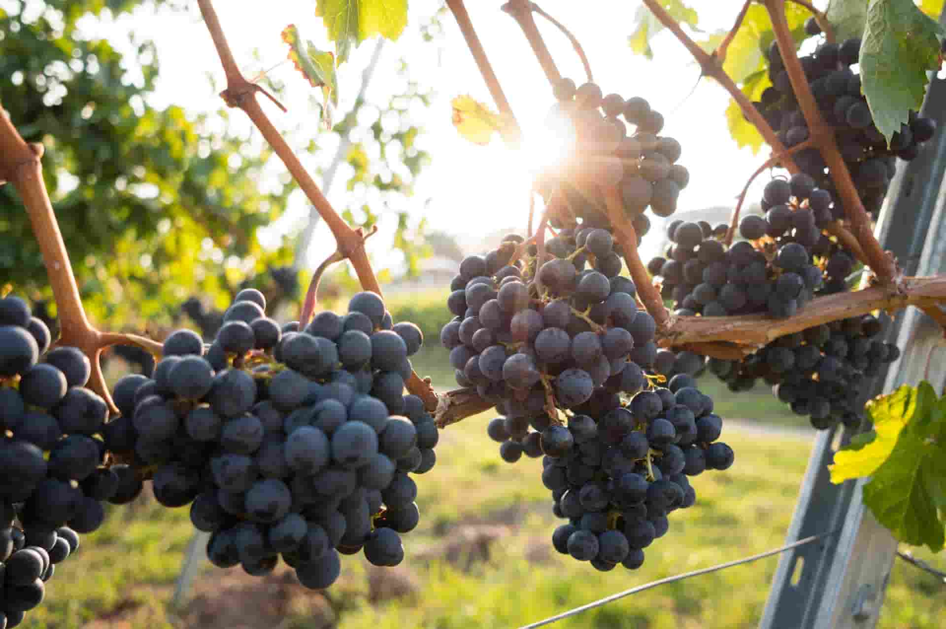 grapes on branches