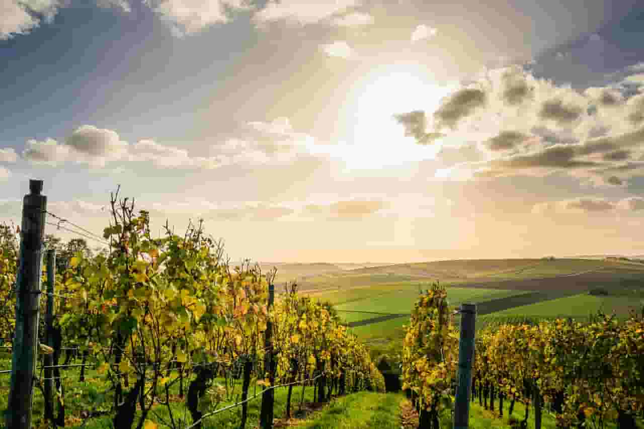 Lemnos' Vineyards